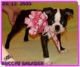 /album/fotogalerie-bucchi/bucchi-3-moonths-old-jpg/